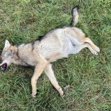 Le loup du Bois de Finges